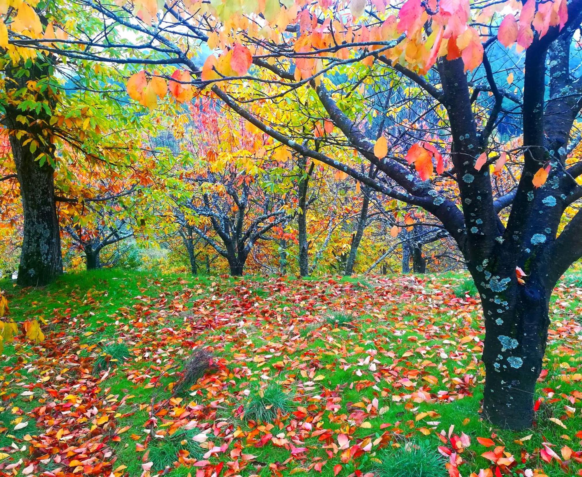 La Albarea By #Cherrygredos El Arenal  Luaran gambar